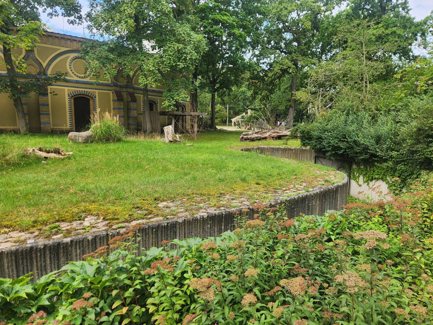 Southern Gerenuk Exhibit
