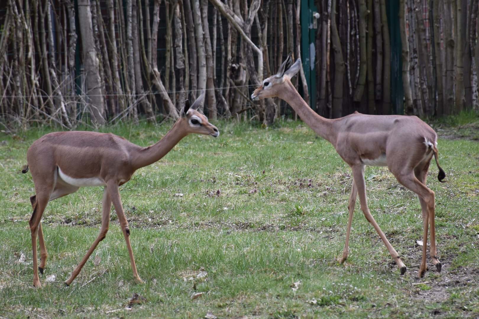 Southern gerenuk female