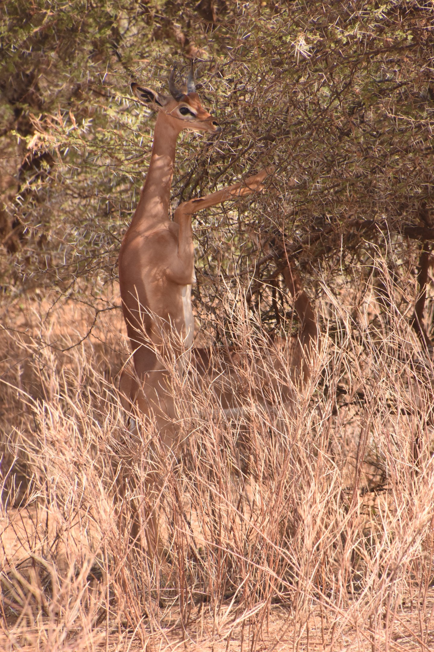 Southern gerenuk foraging