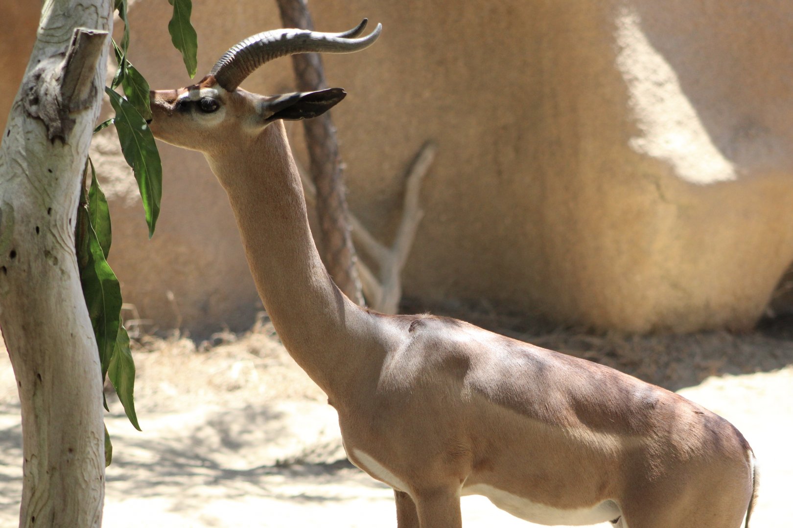 Southern Gerenuk (L. w. walleri)