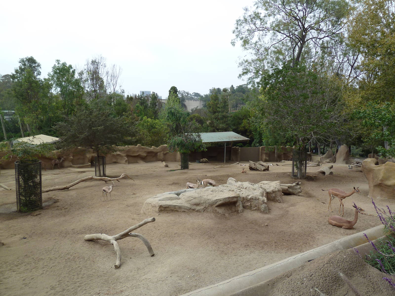 Southern Gerenuk/Lesser Kudu/Speke's Gazelle Exhibit