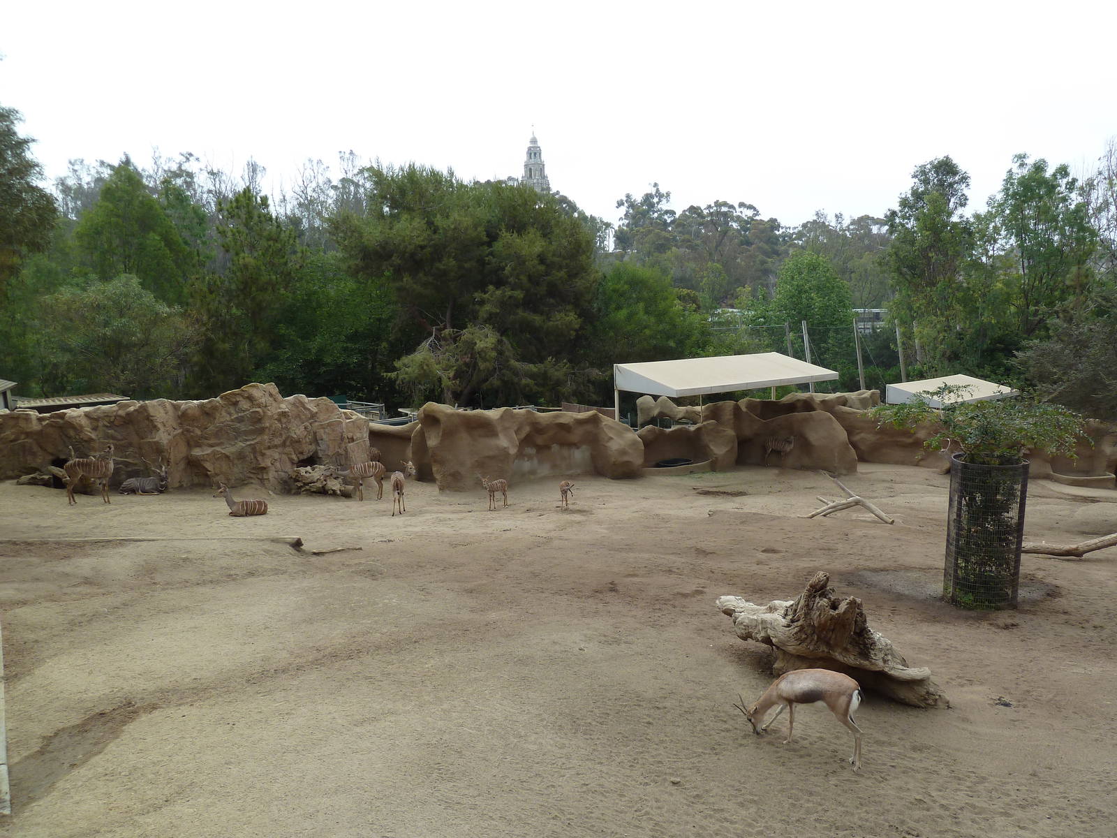 Southern Gerenuk/Lesser Kudu/Speke's Gazelle Exhibit