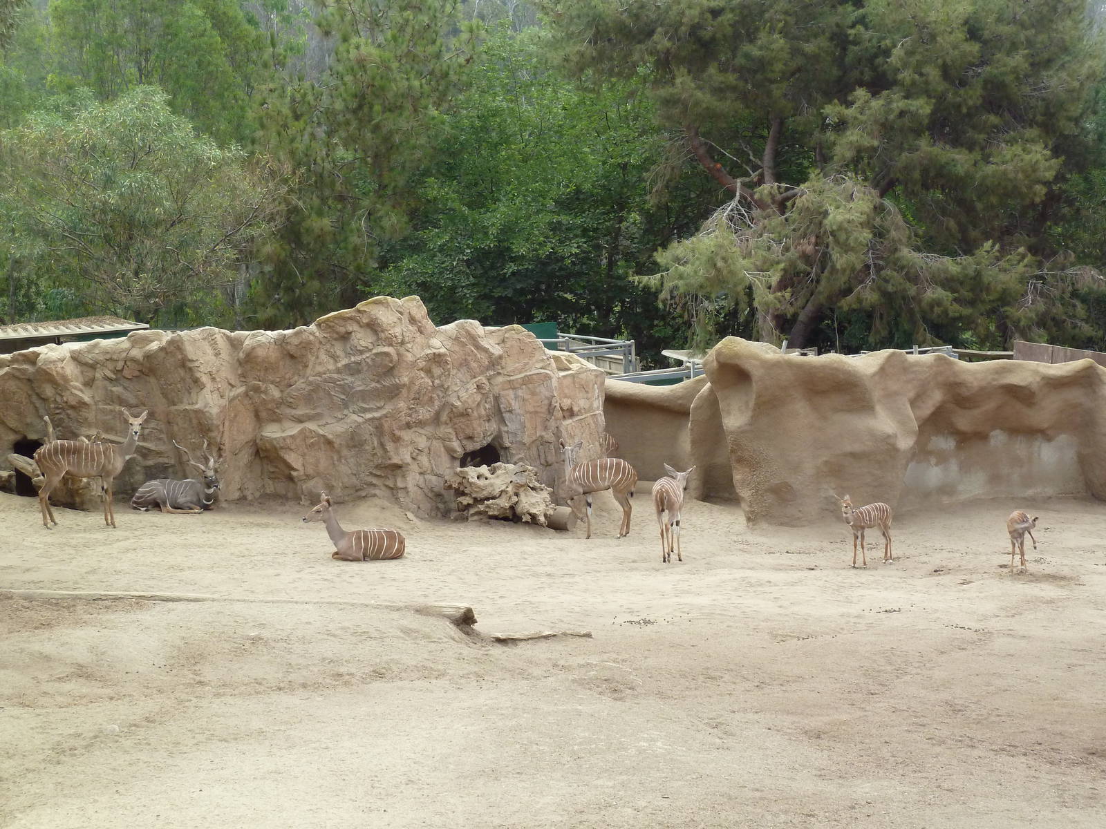 Southern Gerenuk/Lesser Kudu/Speke's Gazelle Exhibit