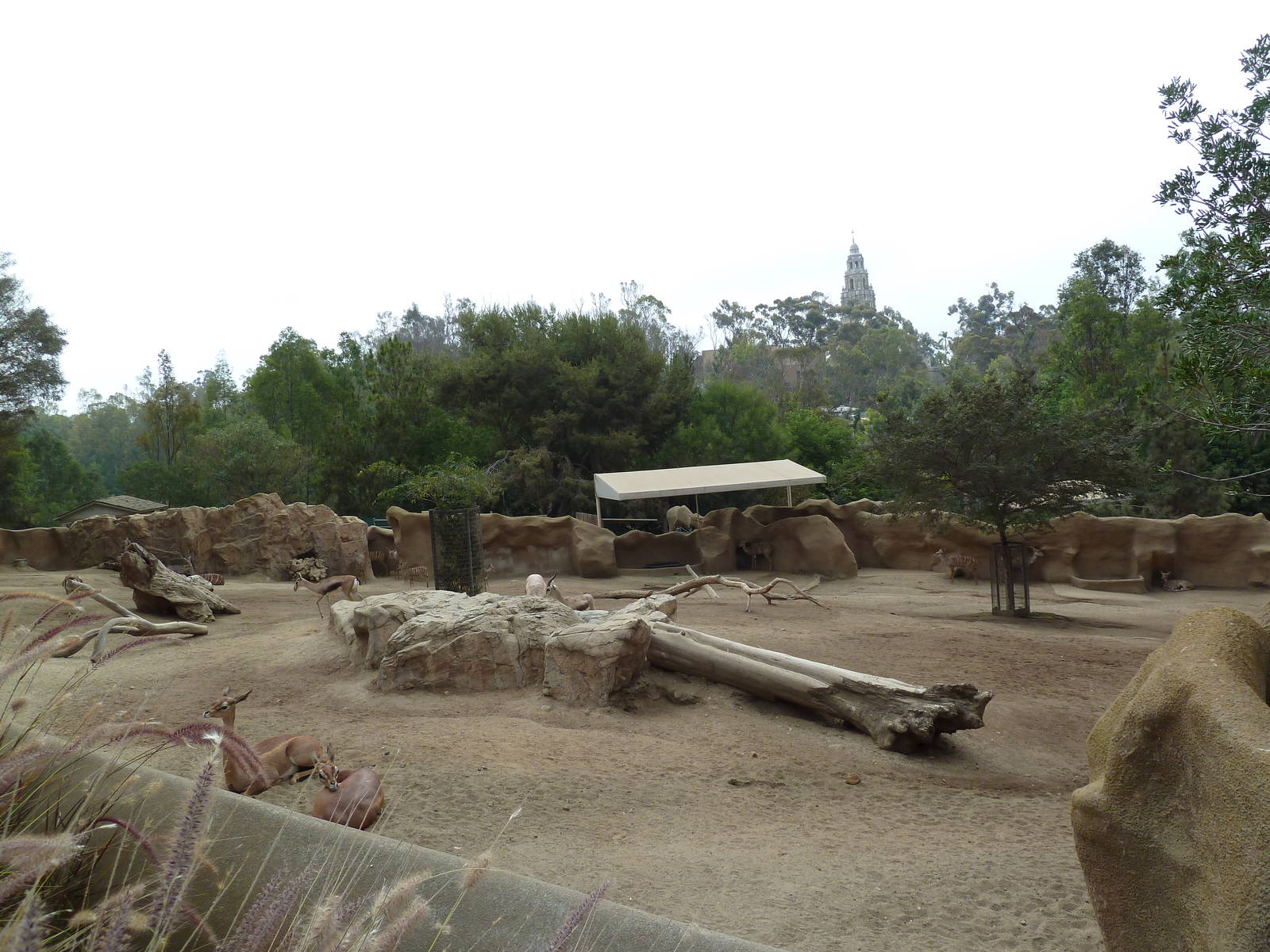 Southern Gerenuk/Lesser Kudu/Speke's Gazelle Exhibit