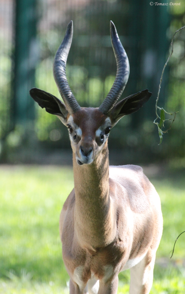 Southern Gerenuk (Litocranius w. walleri) male