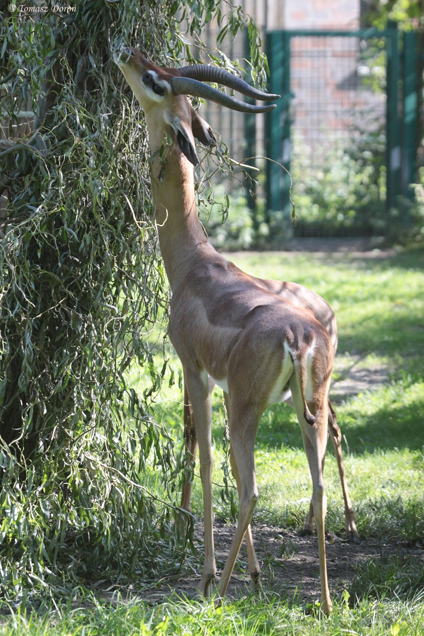 Southern Gerenuk (Litocranius w. walleri)
