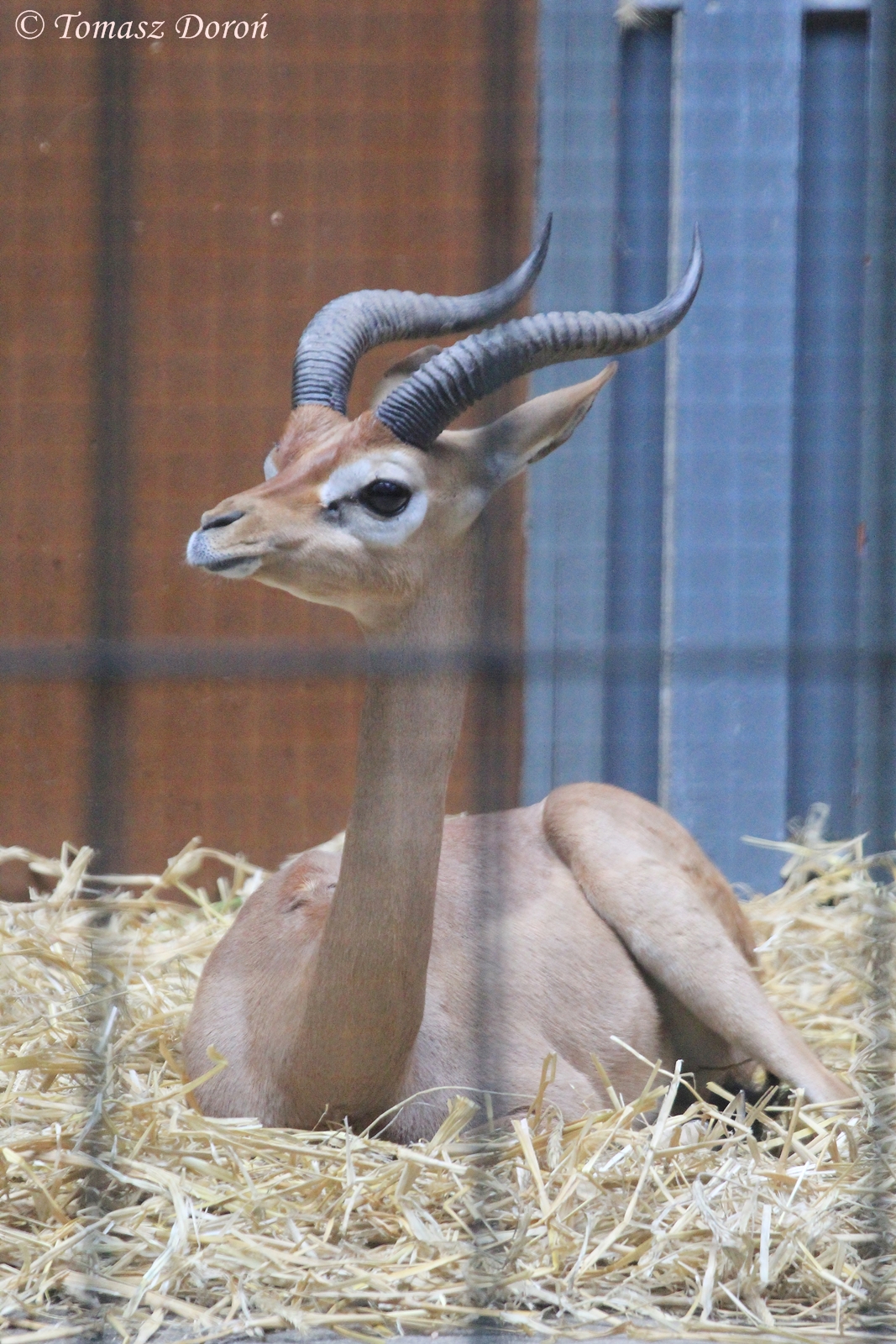 Southern Gerenuk (Litocranius walleri), August 2015