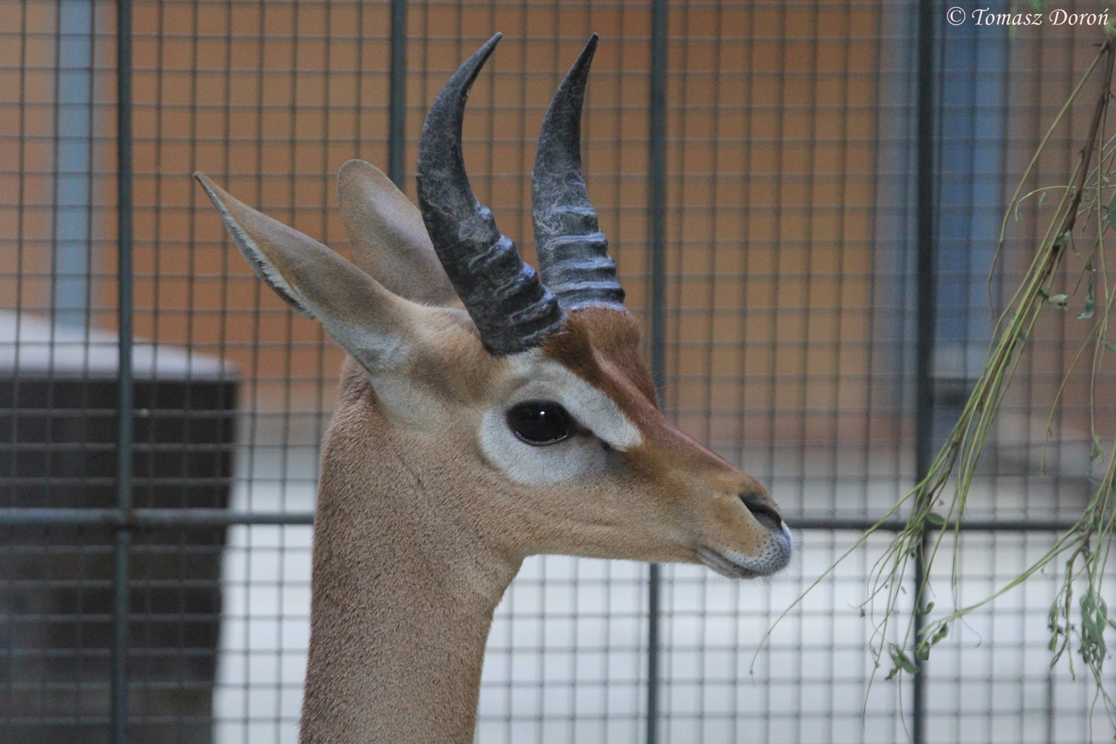 Southern Gerenuk (Litocranius walleri), August 2015