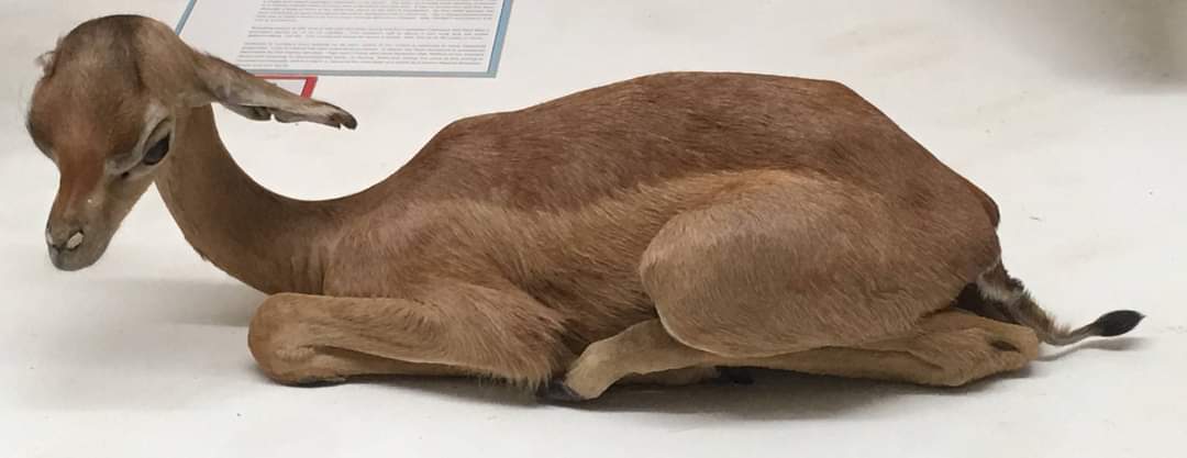 Southern gerenuk (Litocranius walleri) juvenile specimen