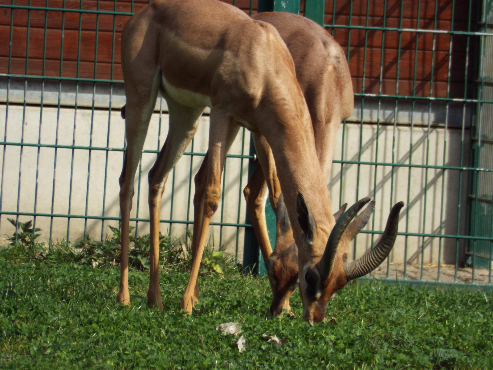 Southern Gerenuk (Litocranius walleri walleri) at Tierpark Berlin - 3 April