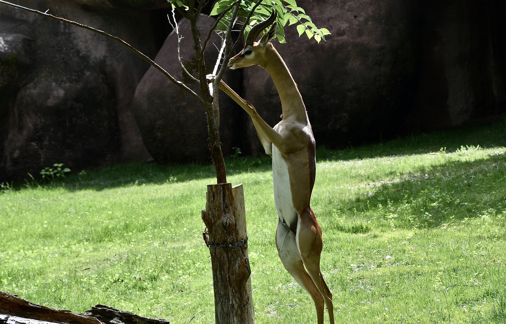 Southern Gerenuk (Litocranius walleri walleri) male browsing bipedally