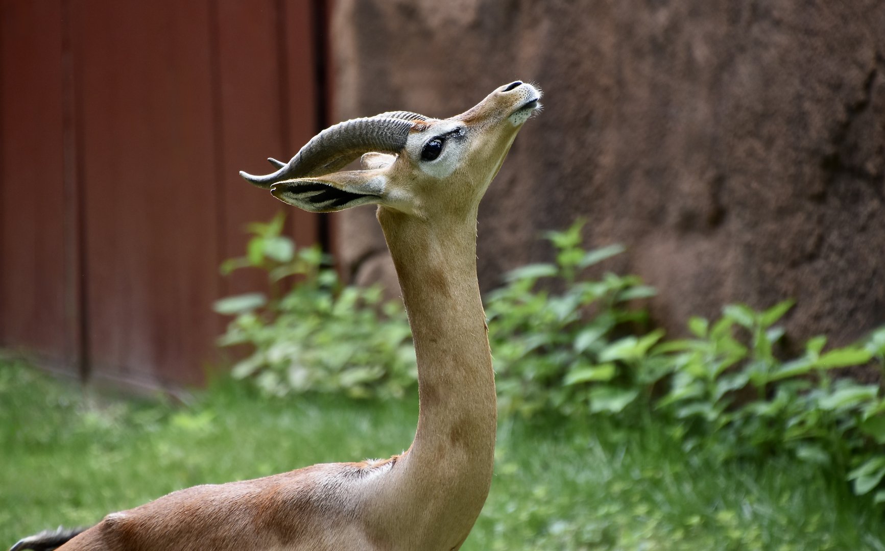 Southern Gerenuk (Litocranius walleri walleri) male looking smug