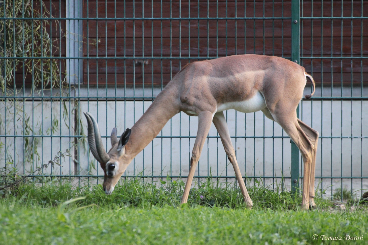 Southern Gerenuk (Litocranius walleri walleri) male
