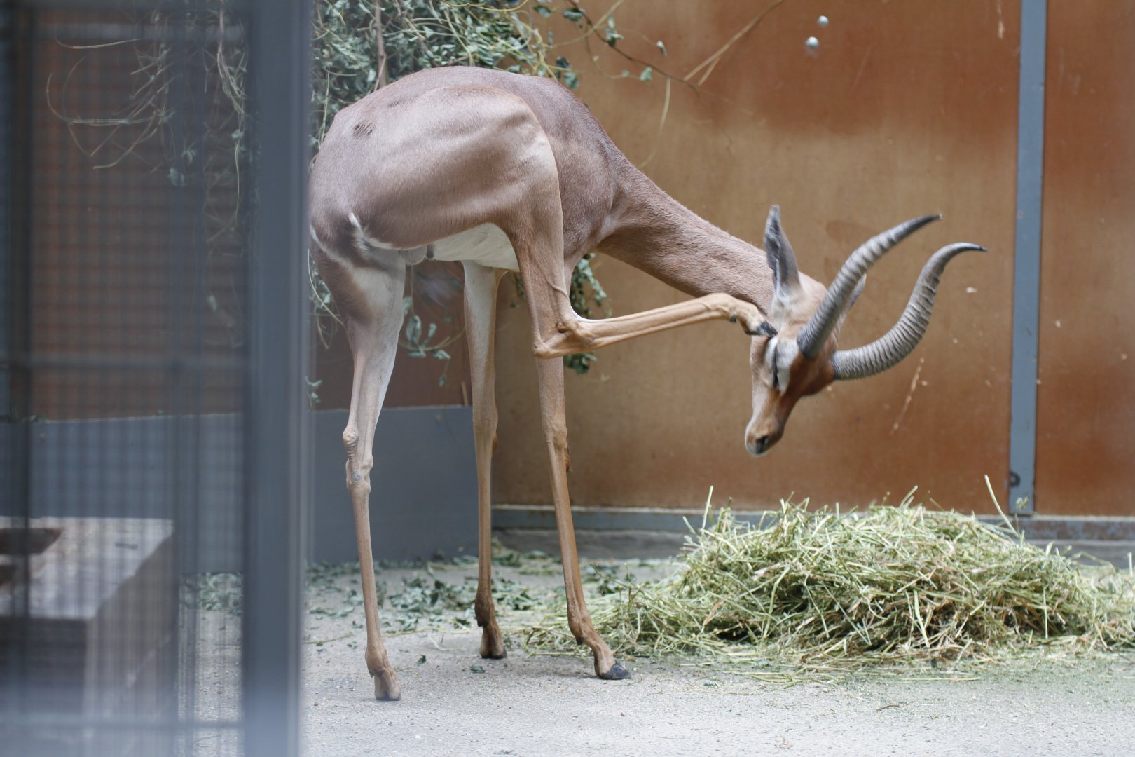 Southern gerenuk (Litocranius walleri walleri)