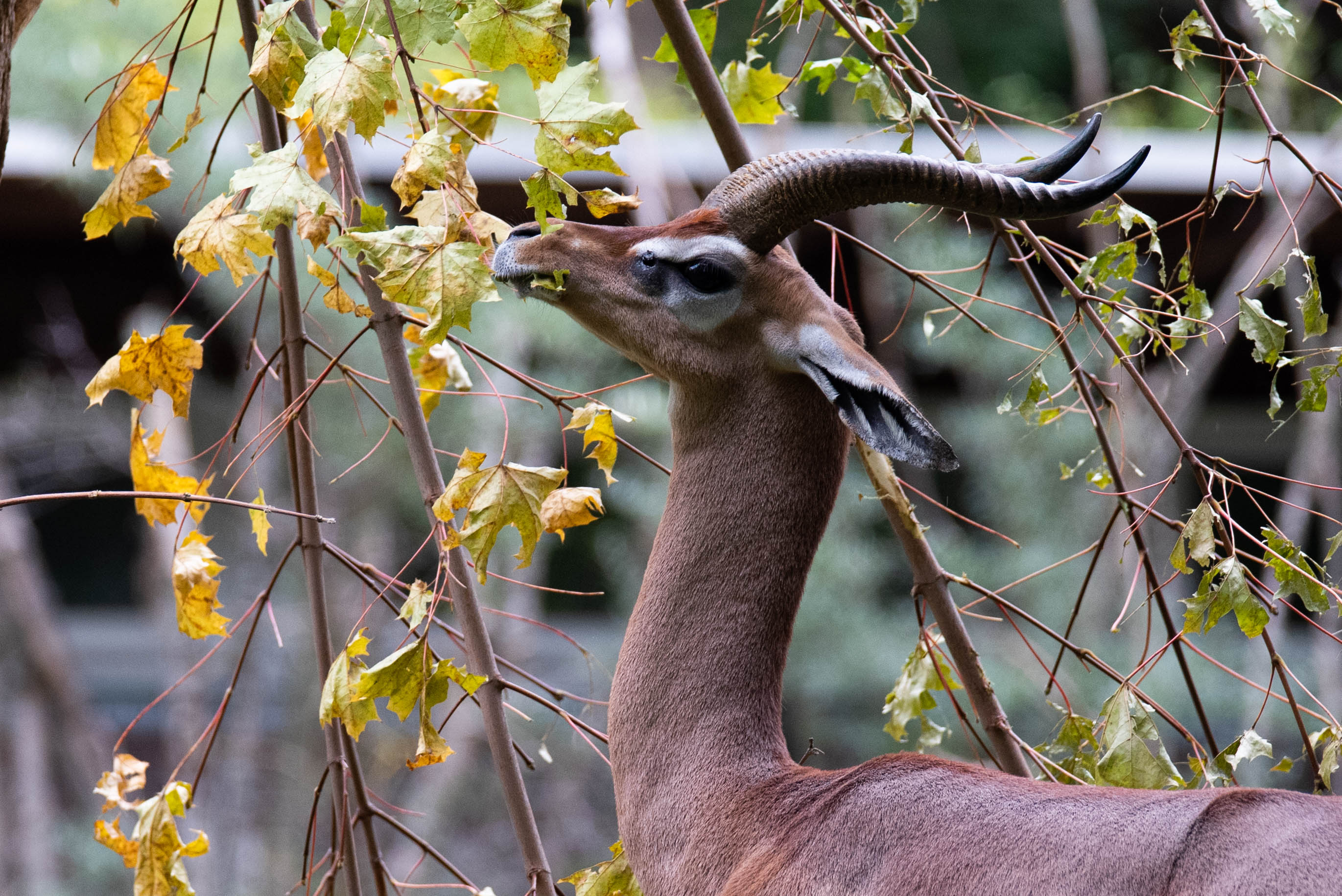 Southern gerenuk - Litocranius walleri walleri