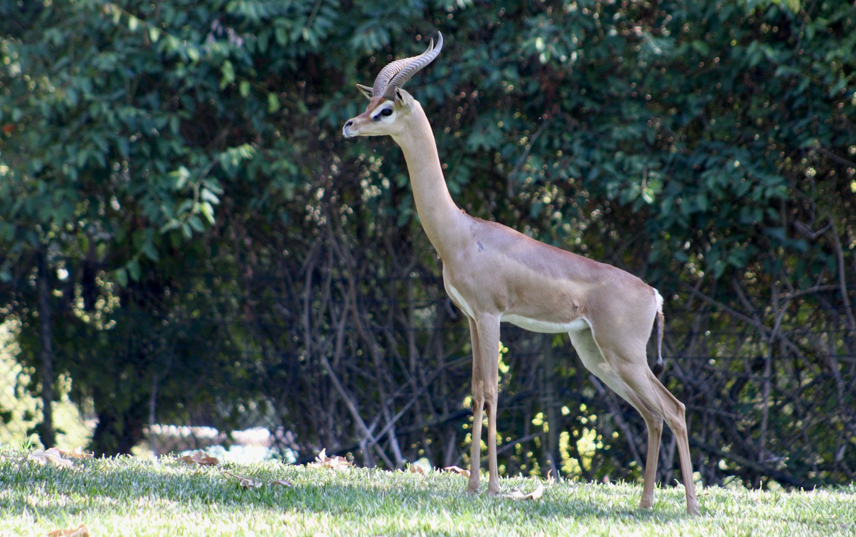 Southern Gerenuk (Litocranius walleri walleri)