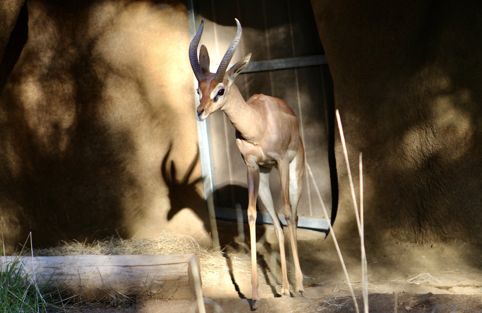 Southern Gerenuk (Litocranius walleri walleri)