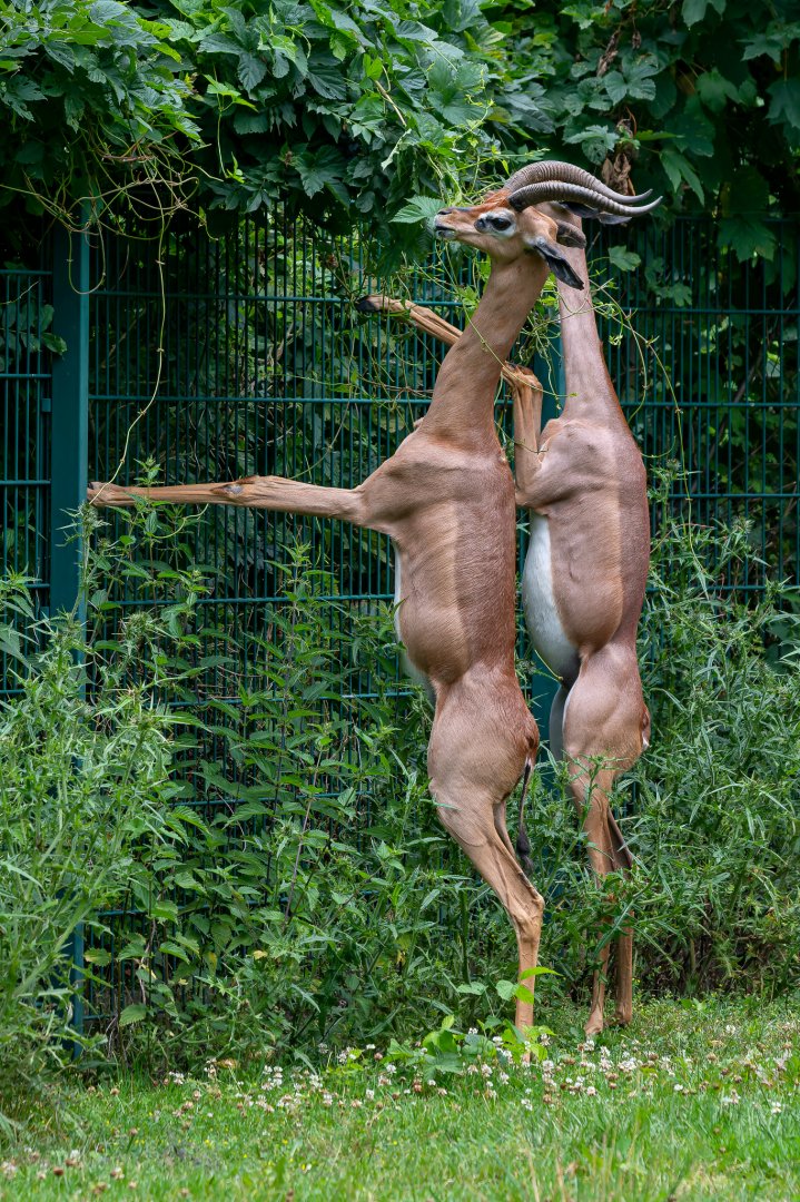 Southern gerenuk (Litocranius walleri walleri)
