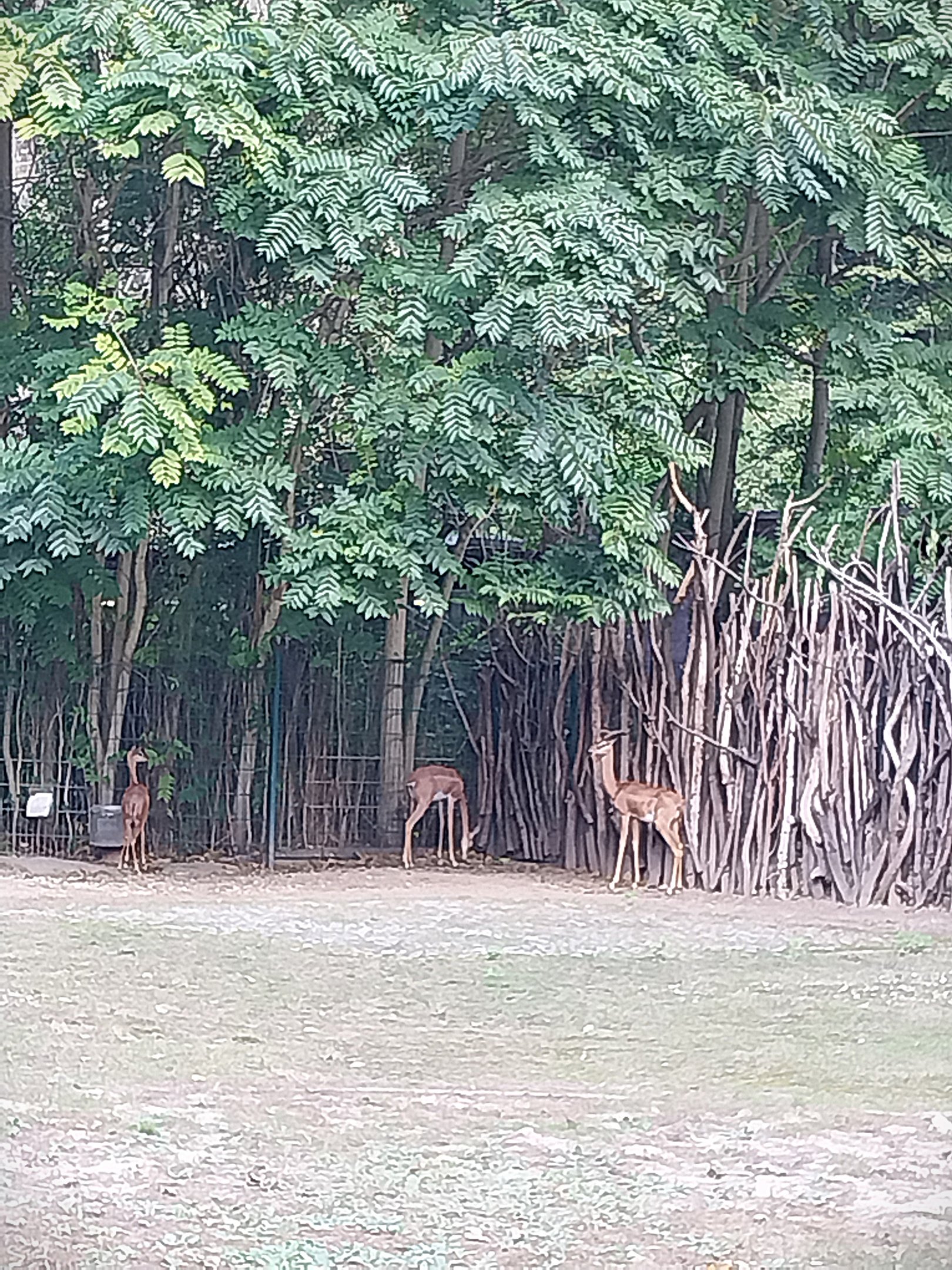 Southern Gerenuk (Litocranius walleri walleri)