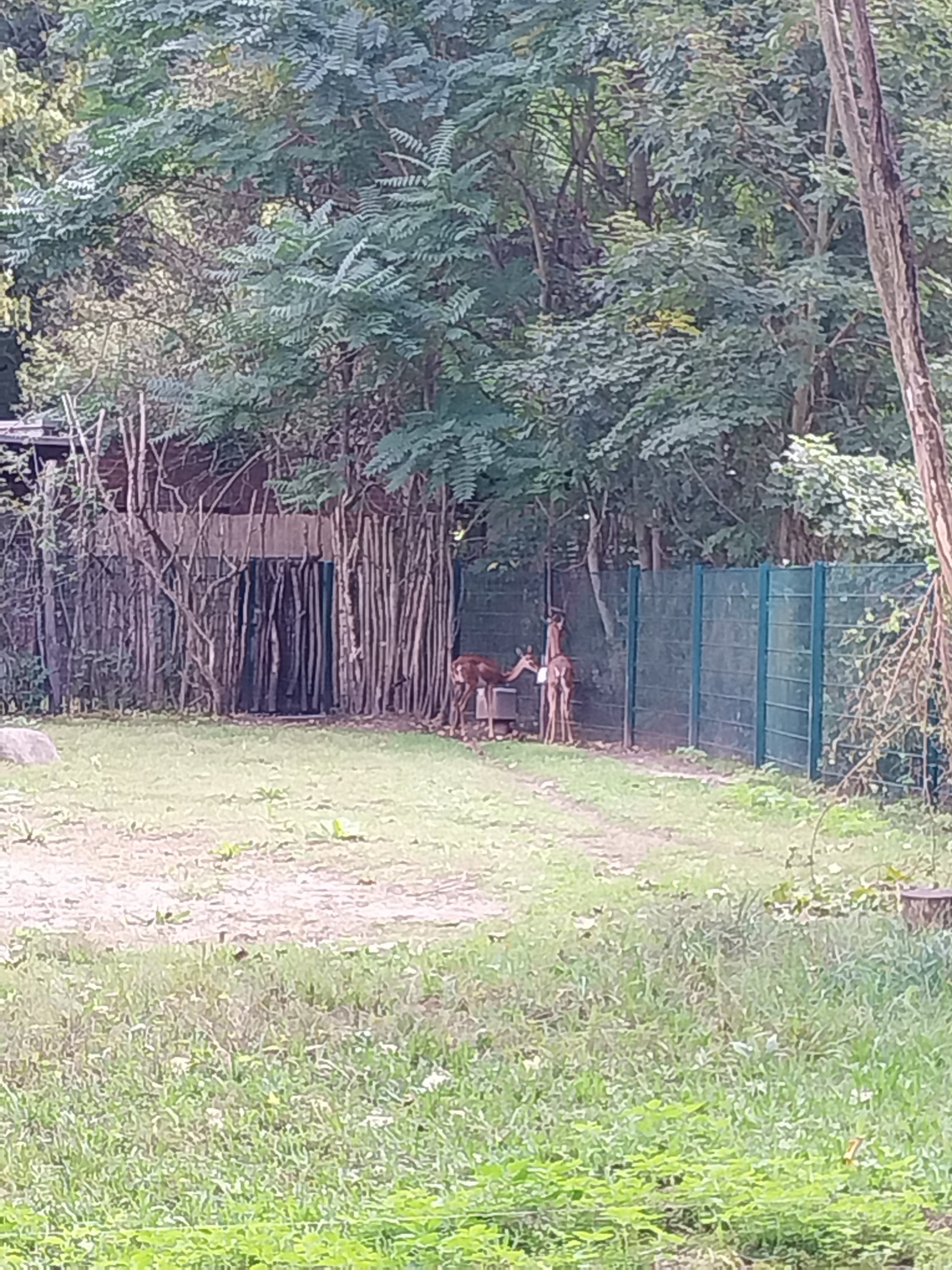 Southern Gerenuk (Litocranius walleri walleri)