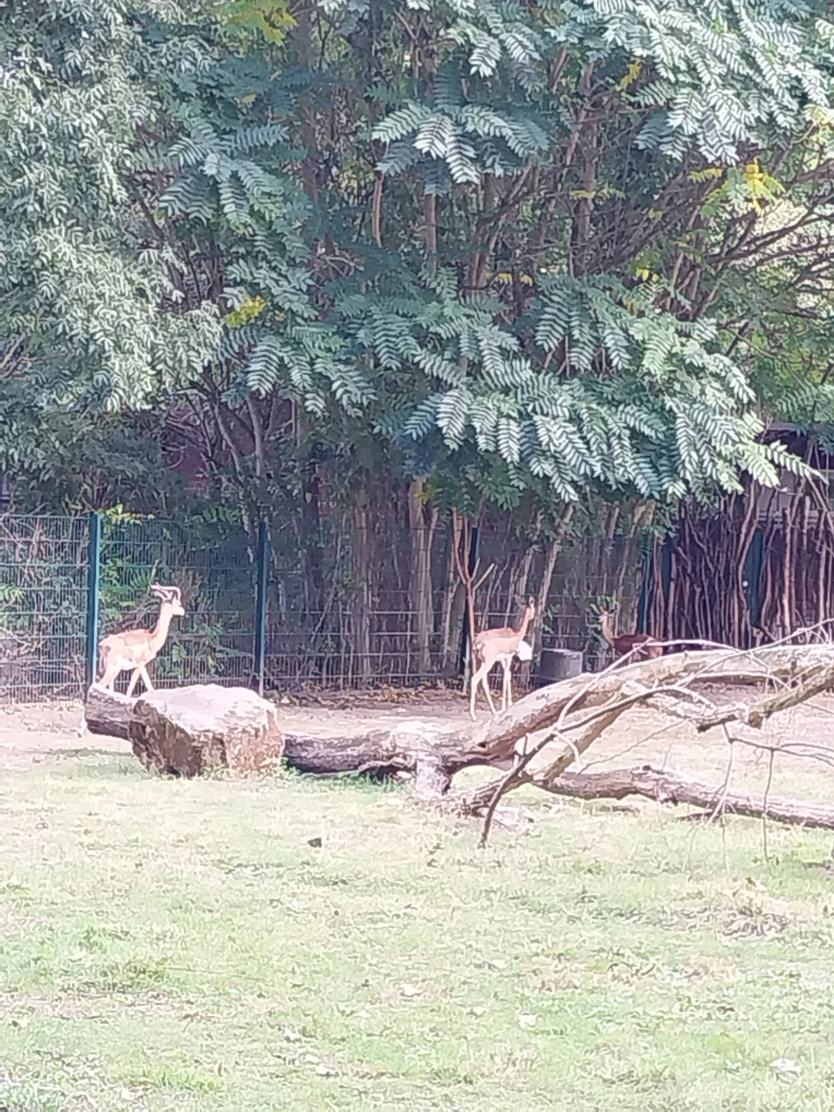 Southern Gerenuk (Litocranius walleri walleri)