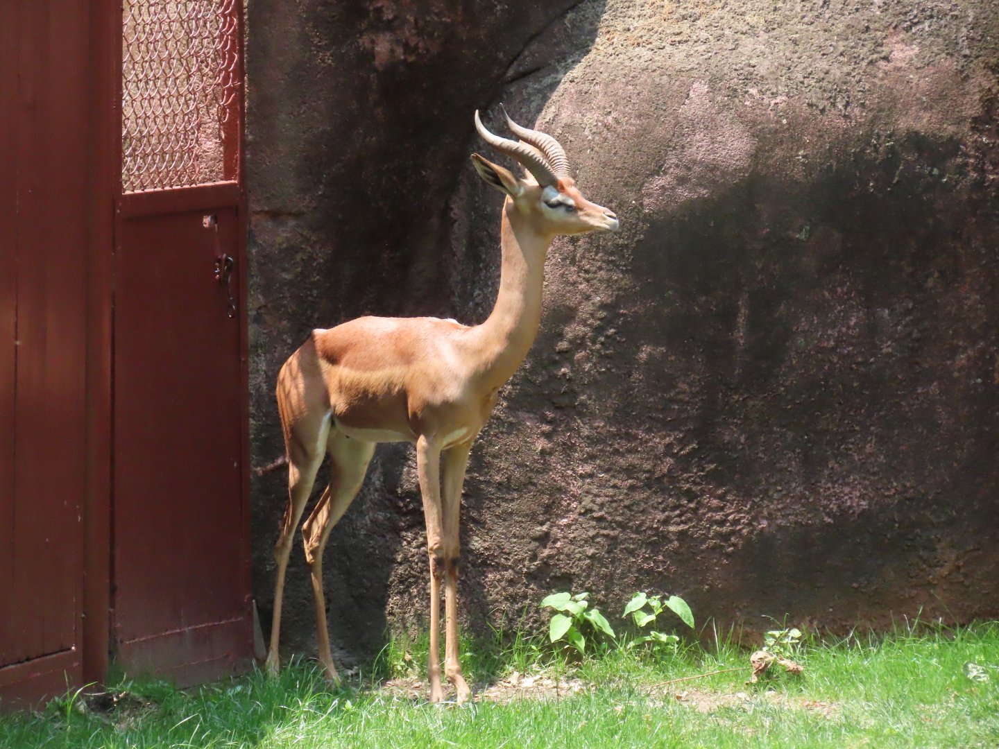 Southern Gerenuk (Litocranius walleri walleri)