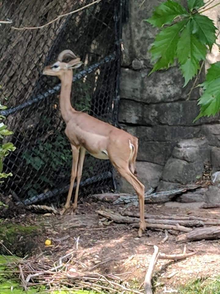 Southern gerenuk (Litocranius walleri)