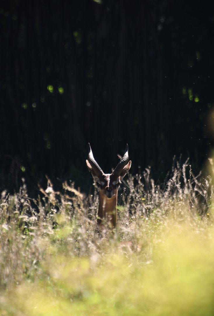 Southern gerenuk, Litocranius walleri