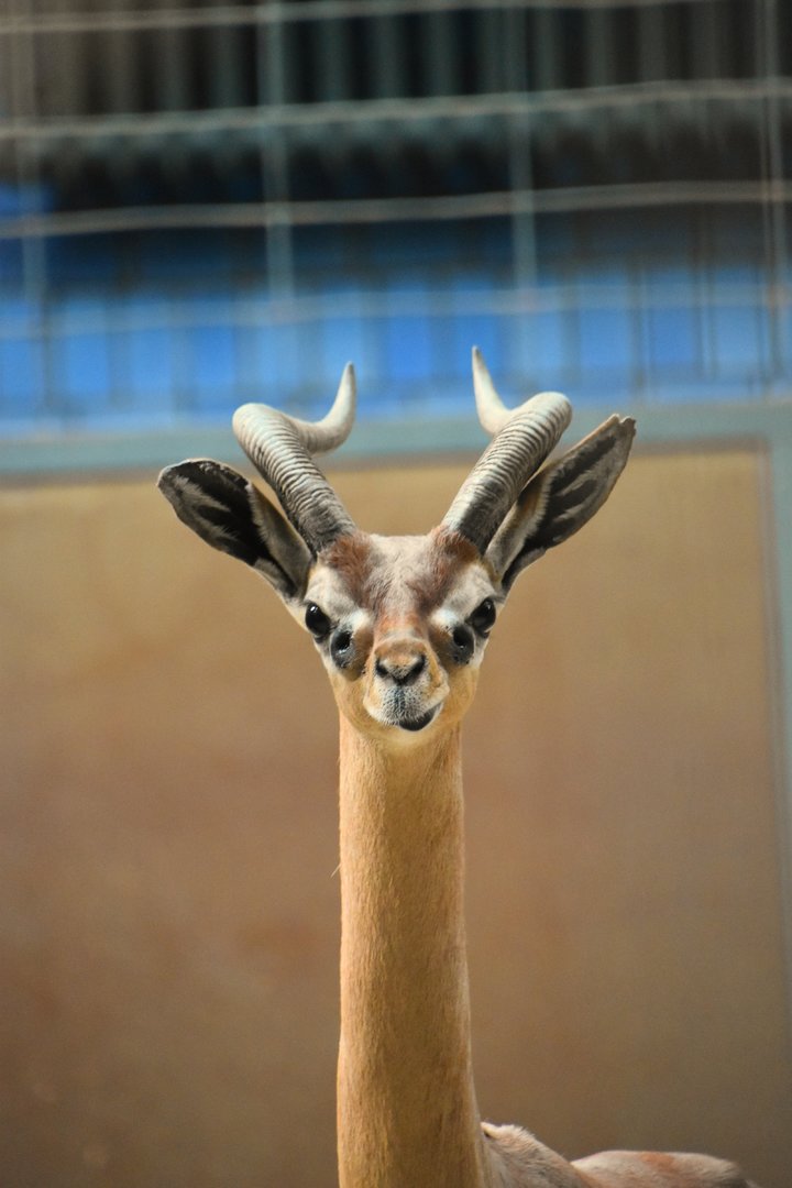 Southern gerenuk, Litocranius walleri