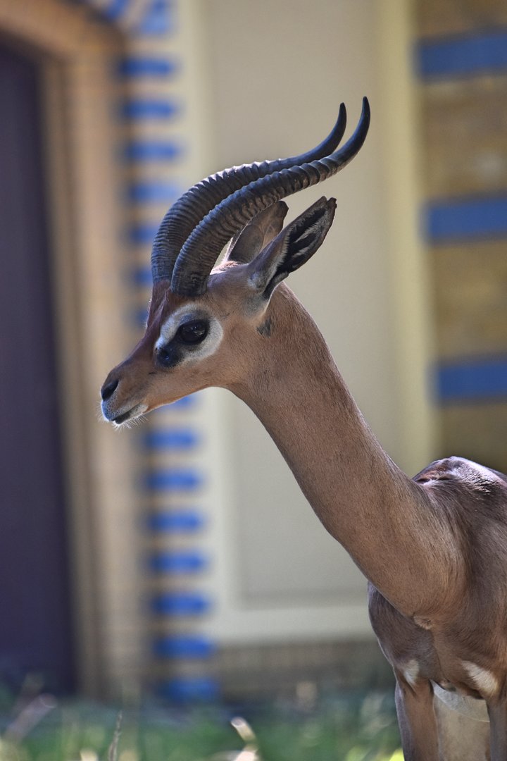 Southern gerenuk, Litocranius walleri