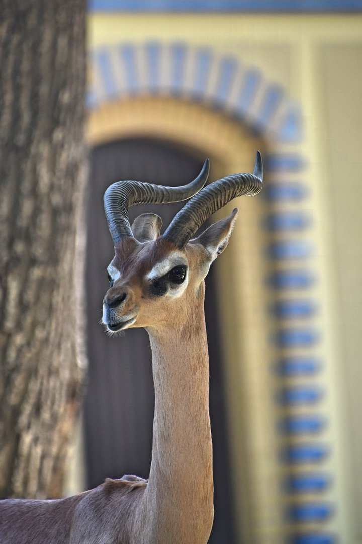 Southern gerenuk, Litocranius walleri