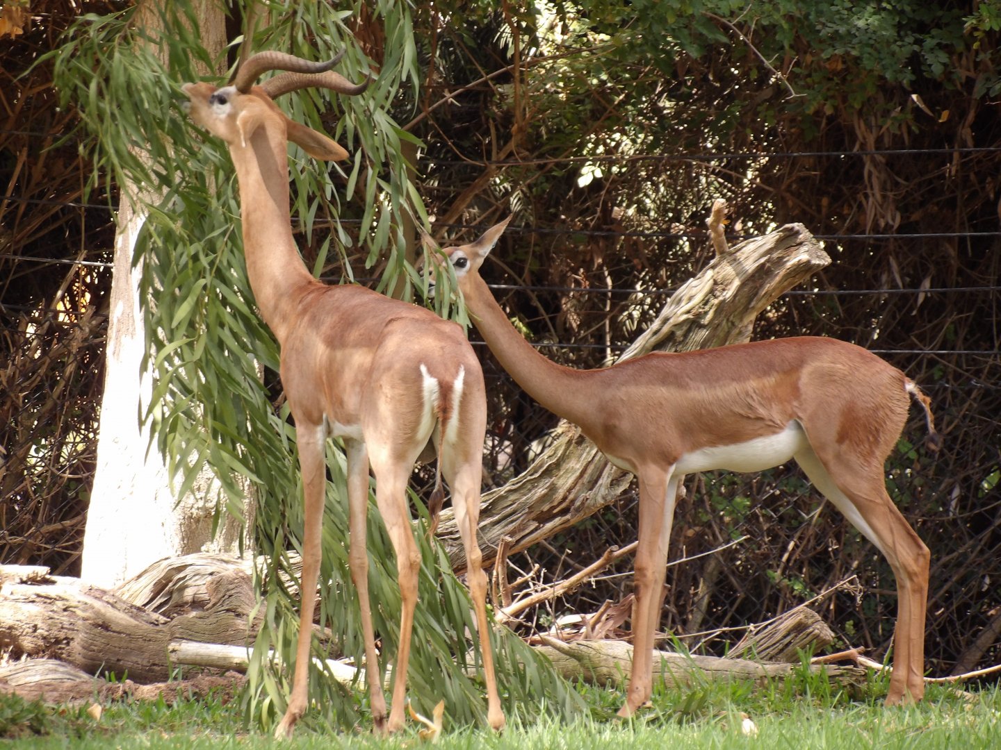 Southern Gerenuk(Litocranius walleri)