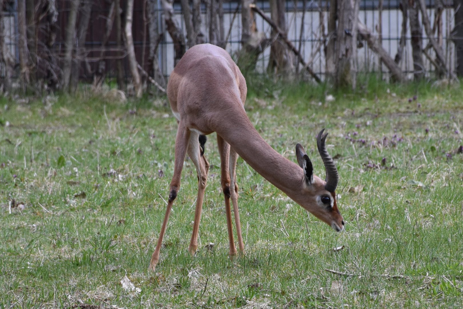 Southern gerenuk male