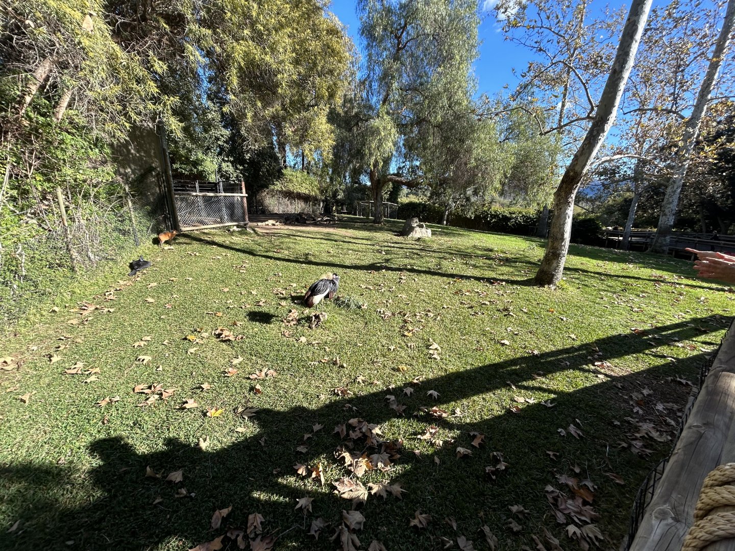 Southern Gerenuk, Red-flanked Duiker, Black-Crowned Crane & Abyssinian Ground Hornbill Exhibit - Africa Loop