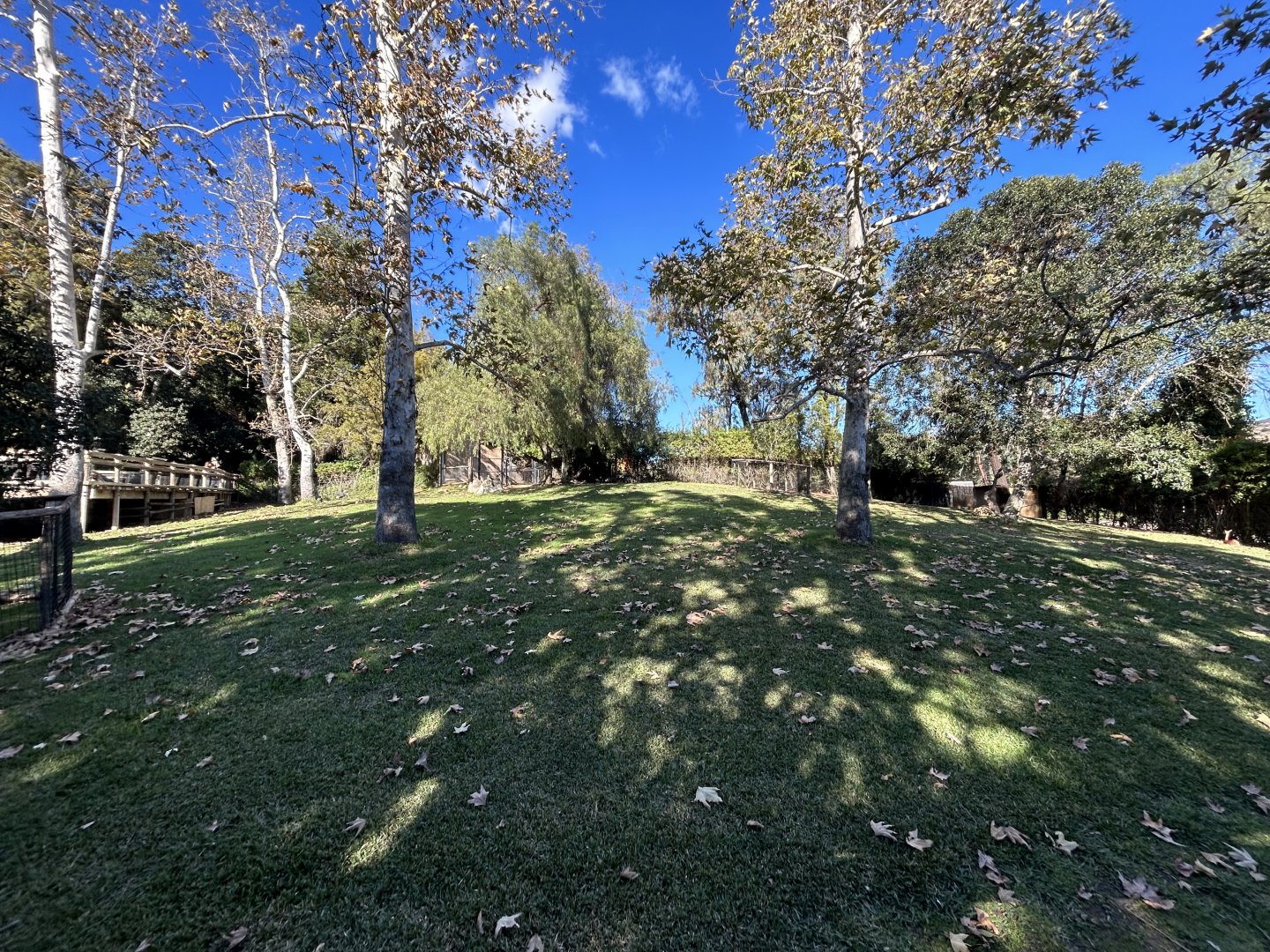 Southern Gerenuk, Red-flanked Duiker, Black-Crowned Crane & Abyssinian Ground Hornbill Exhibit - Africa Loop