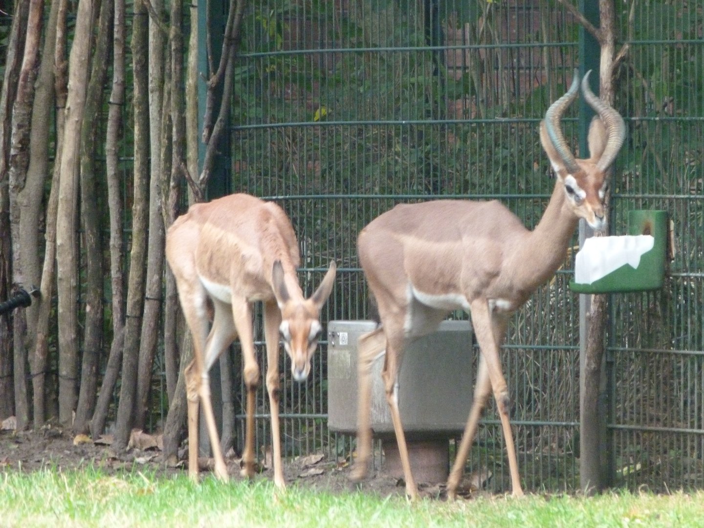 Southern gerenuk -Tierpark Berlin (2024)
