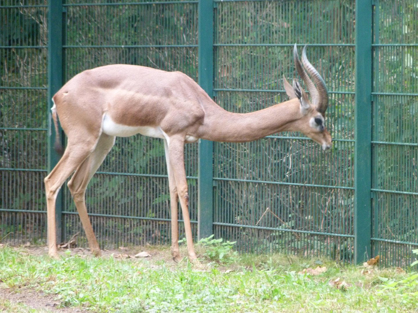 Southern gerenuk -Tierpark Berlin (2024)