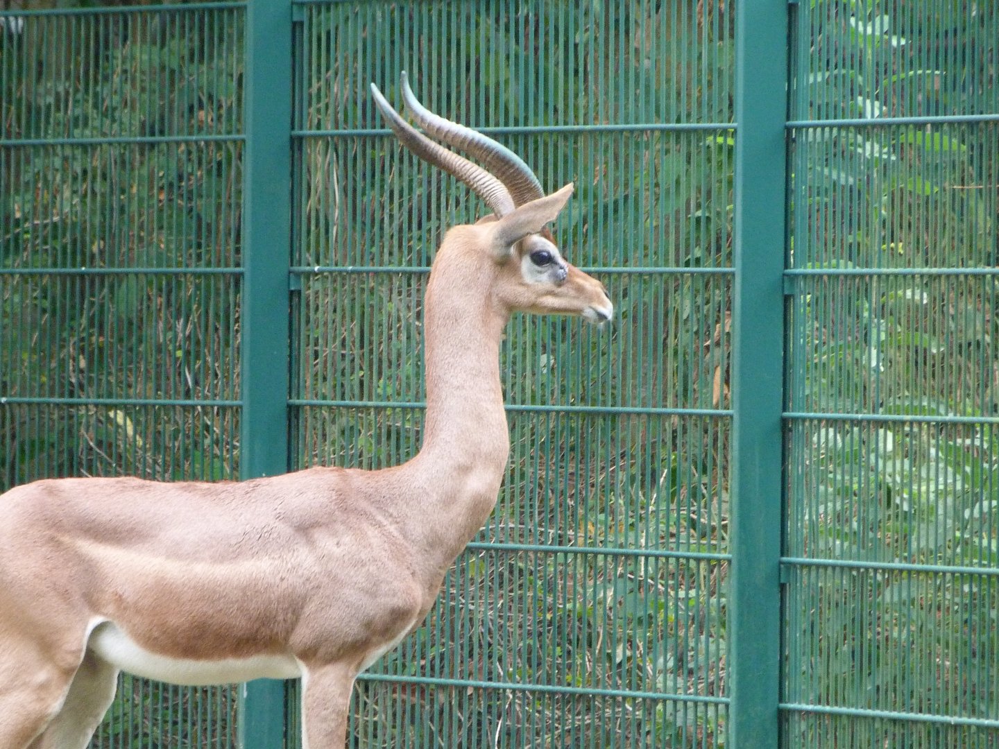 Southern gerenuk -Tierpark Berlin (2024)