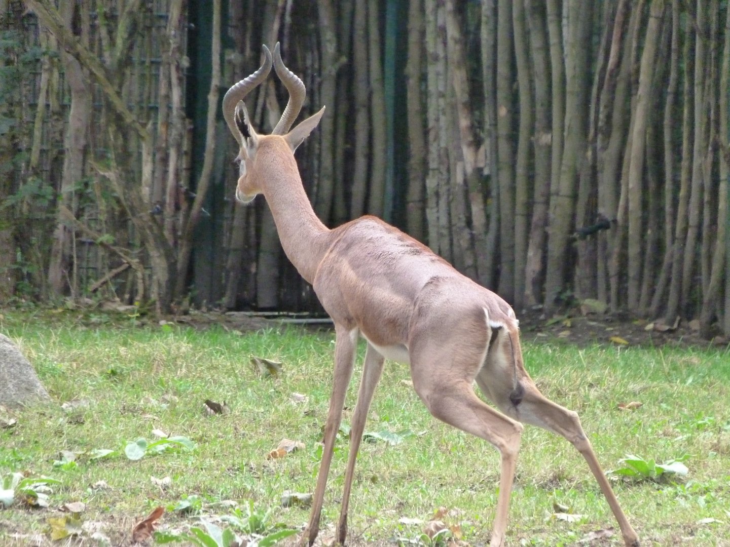 Southern gerenuk -Tierpark Berlin (2024)