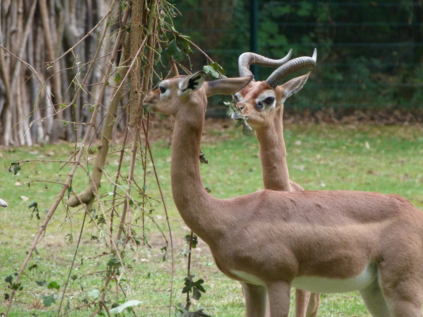 Southern gerenuk -Tierpark Berlin (2024)