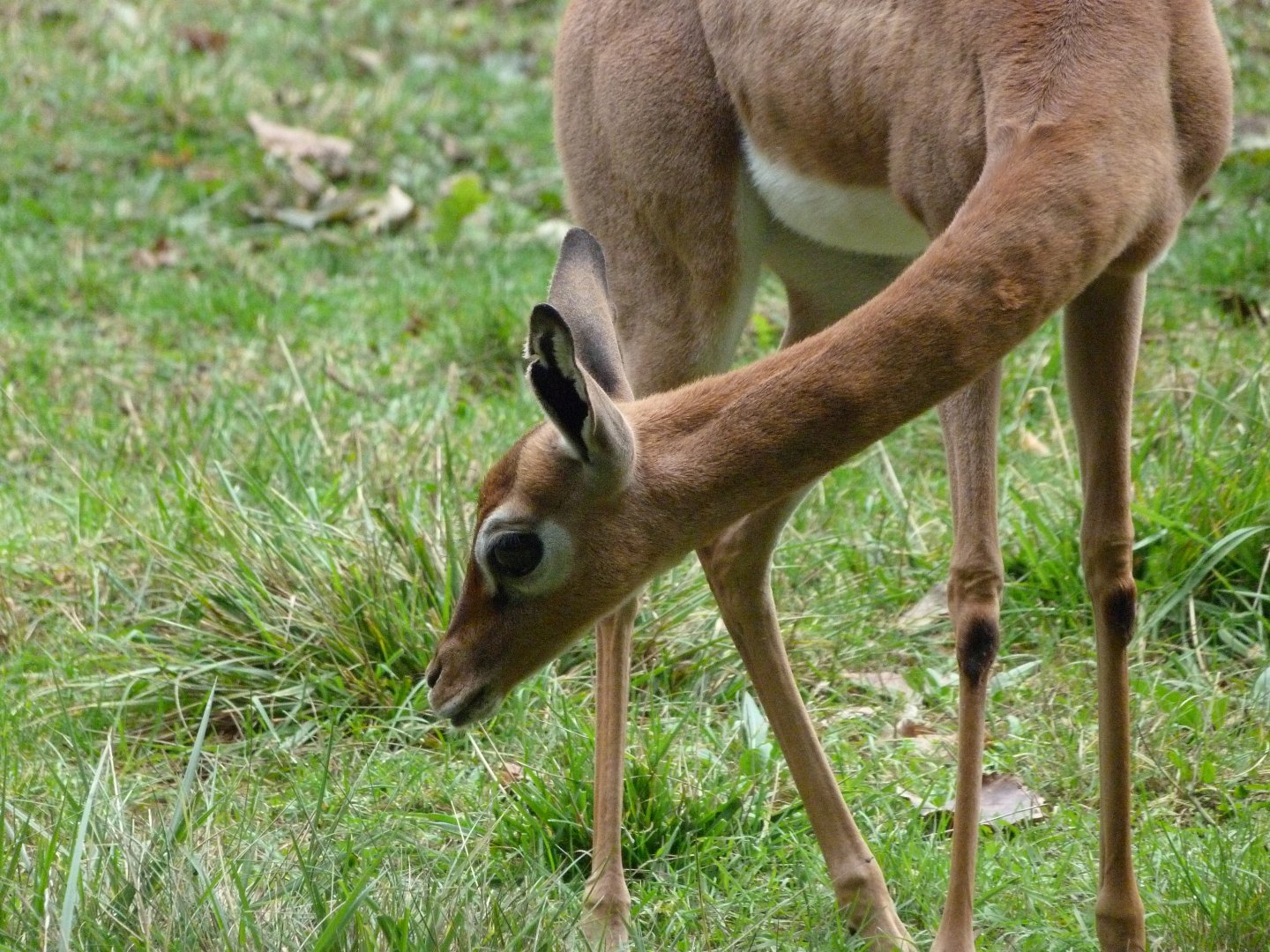 Southern gerenuk -Tierpark Berlin (2024)