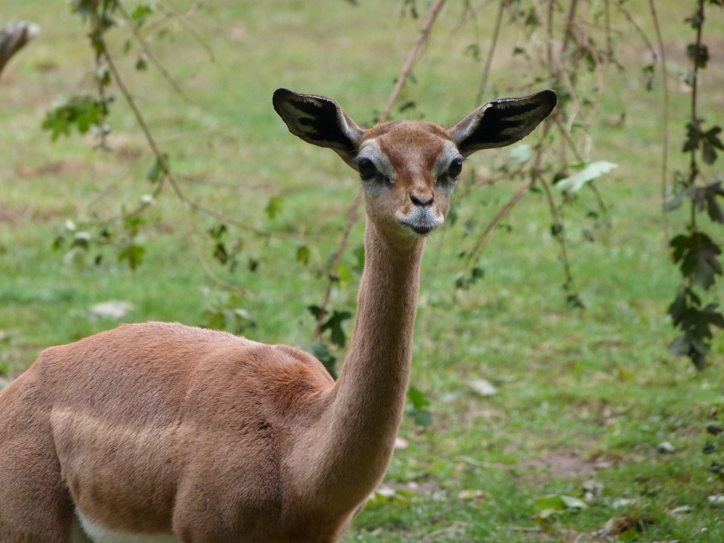 Southern gerenuk -Tierpark Berlin (2024)