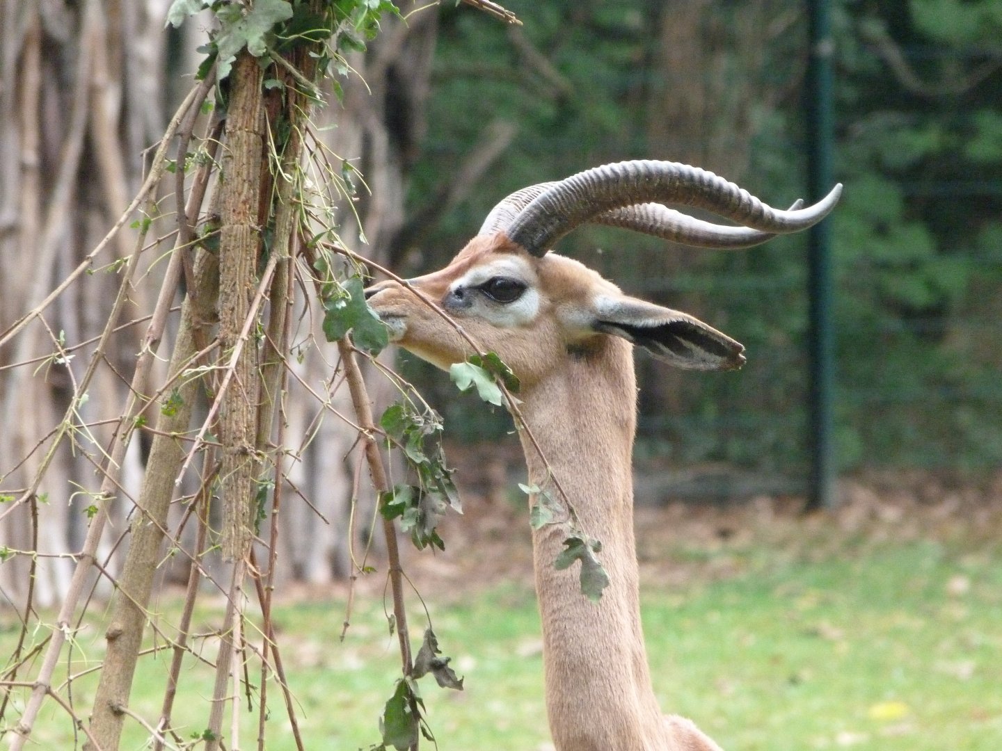Southern gerenuk -Tierpark Berlin (2024)