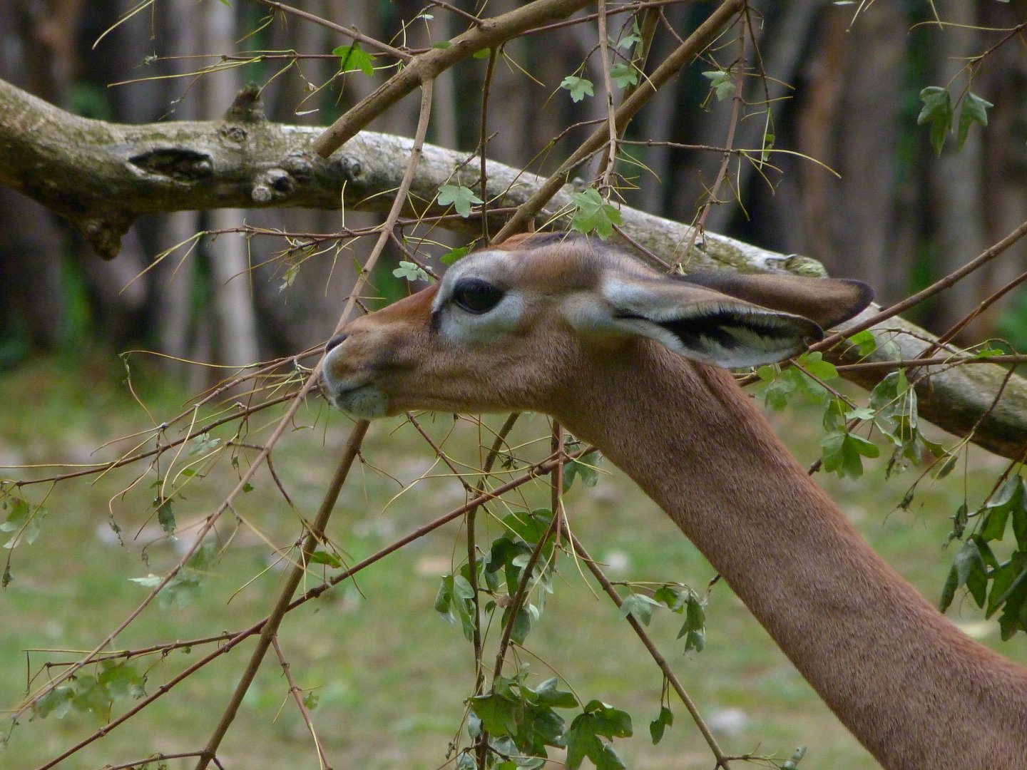 Southern gerenuk -Tierpark Berlin (2024)