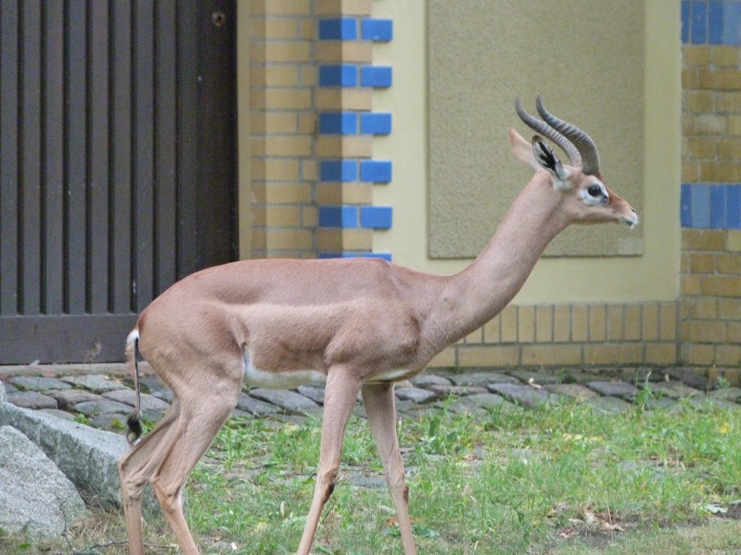 Southern gerenuk -Zoologischer Garten Berlin (2024)