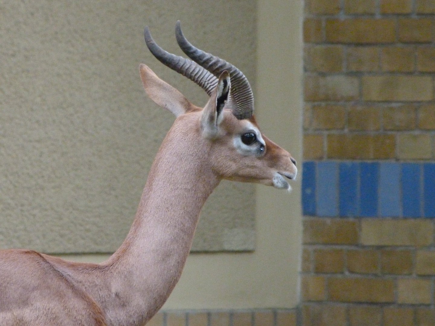 Southern gerenuk -Zoologischer Garten Berlin (2024)
