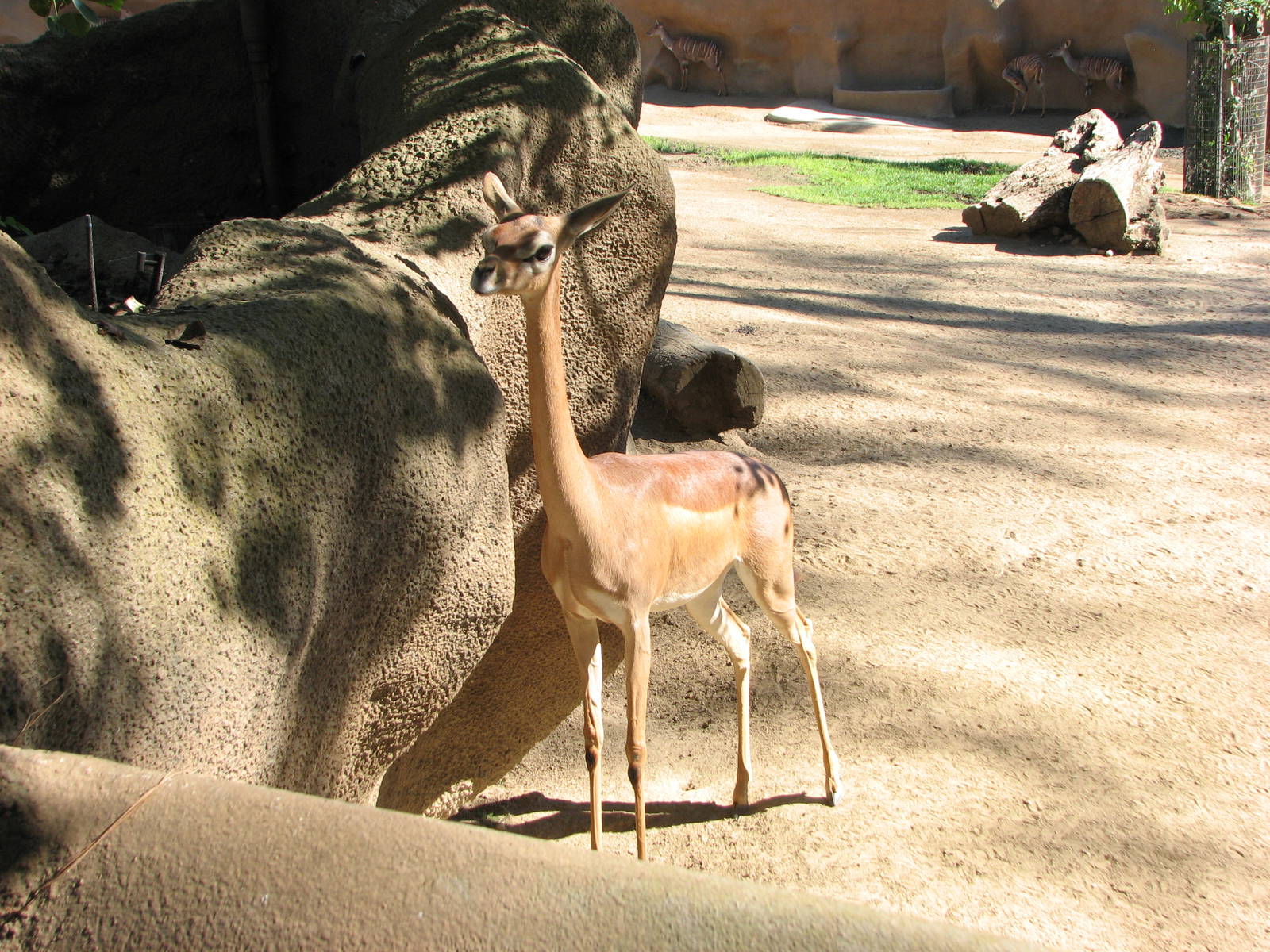 Southern Gerenuk