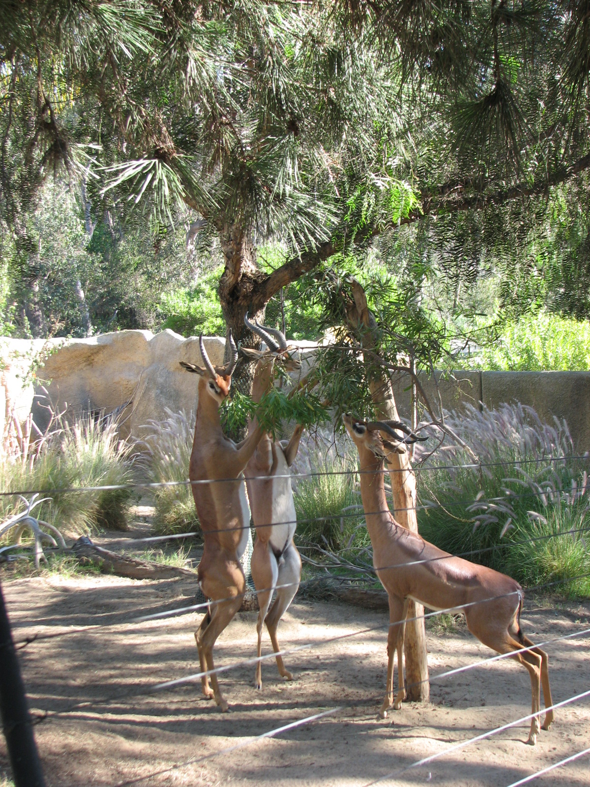 Southern Gerenuk