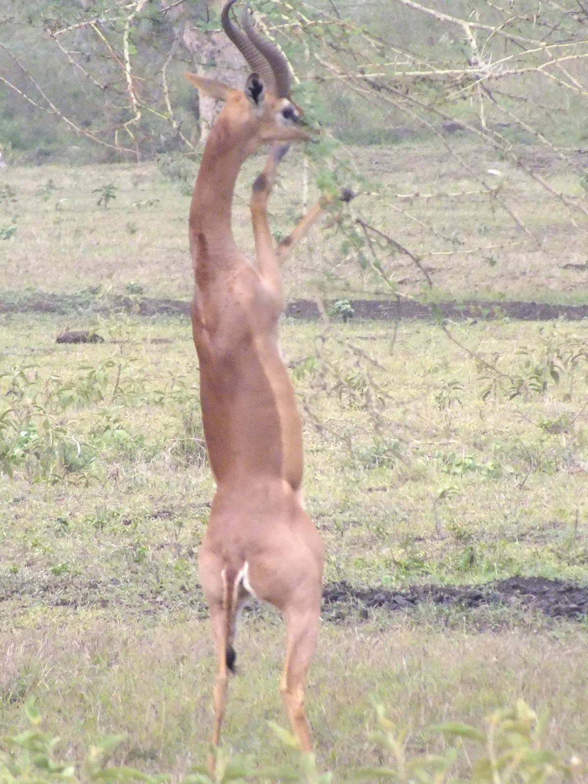 Southern Gerenuk