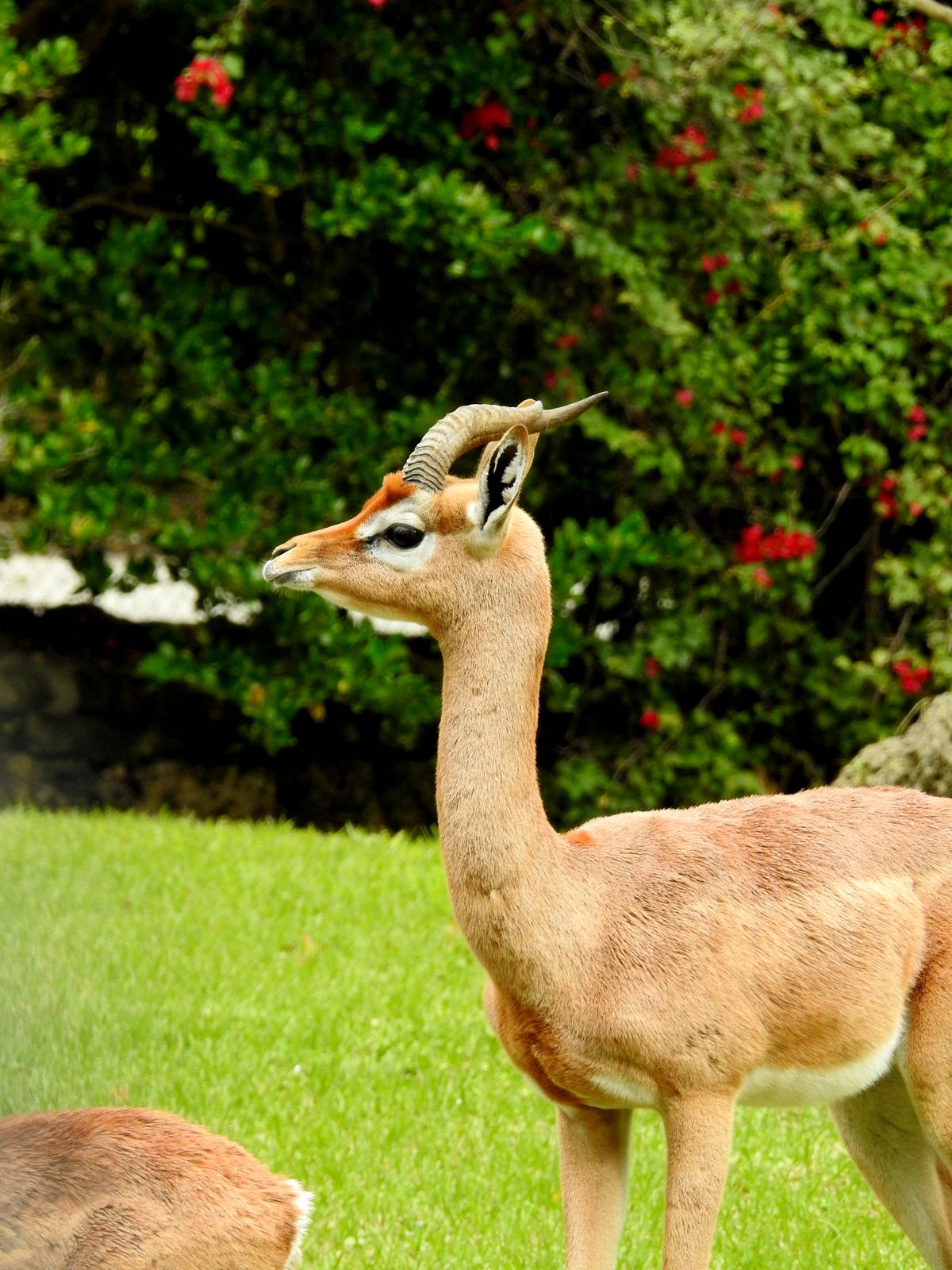 Southern Gerenuk